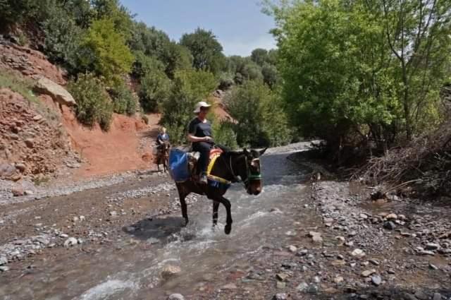 Riad Idar ويرڭان المظهر الخارجي الصورة
